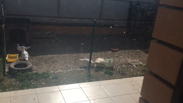 Утятам второй день ! Инкубация Индийского бегунка ! смотреть онлайн