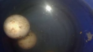 Способ проверки яйца на вылупляемость из под наседки