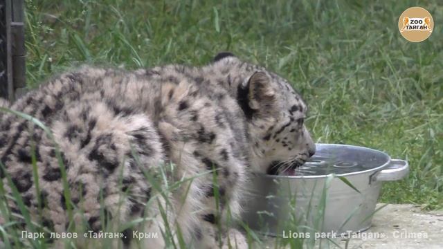 Барс идет на контакт. Тайган | Snow Leopard Goes To Contact. Taigan