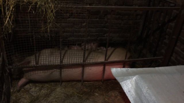 2-е пополнения. Опорос. Свиноводство. смотреть онлайн