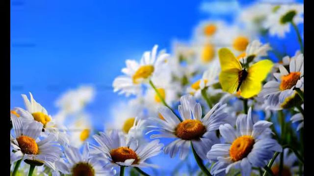 красивая природа тайги Beautiful Nature Taiga