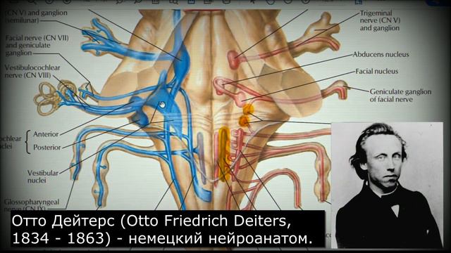 Анатомия с АВ. Четвертый желудочек venrticulus quartus и ромбовидная ямка fossa rhomboidea.