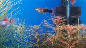 ТОП ЖИВУЧИХ И НЕПРИХОТЛИВЫХ АКВАРИУМНЫХ РЫБОК