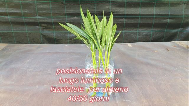 Come riprodurre con la talea l'Oleandro in Acqua смотреть онлайн