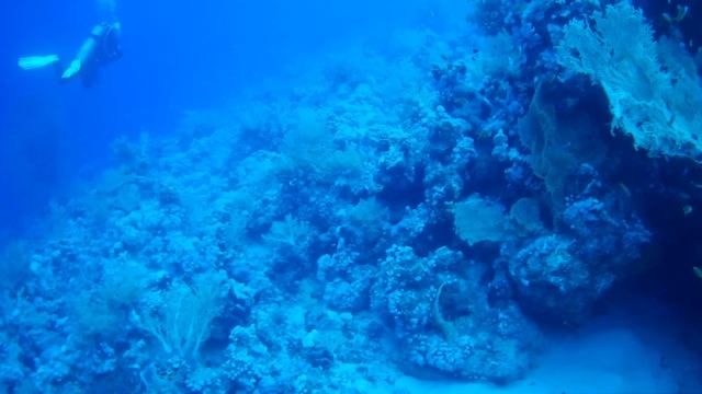 Черепаха Египет 16 10 2019 смотреть онлайн