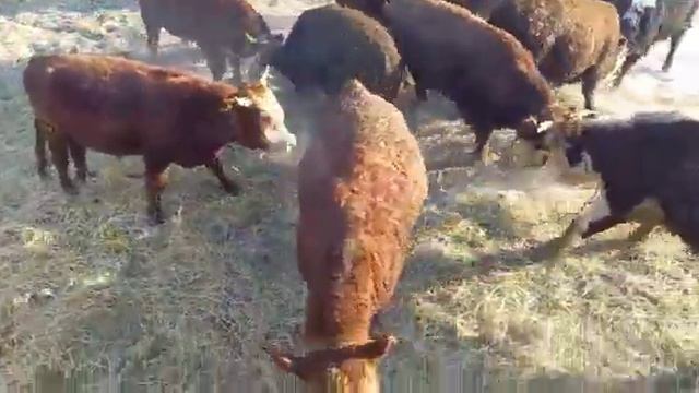 реальный покупатель купить Быков в Казахстане+7 705 522 9898 смотреть онлайн