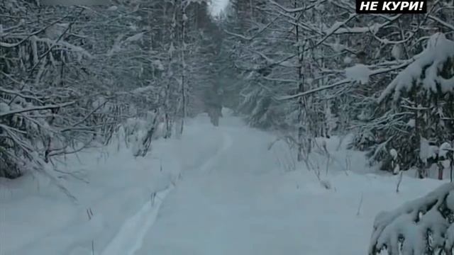 Облавная охота на волка. Охота на волка с флажками . 2018 смотреть онлайн