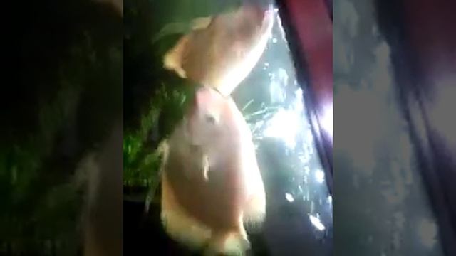 Ikan Gurami Albino Di Aquarium Boyu смотреть онлайн