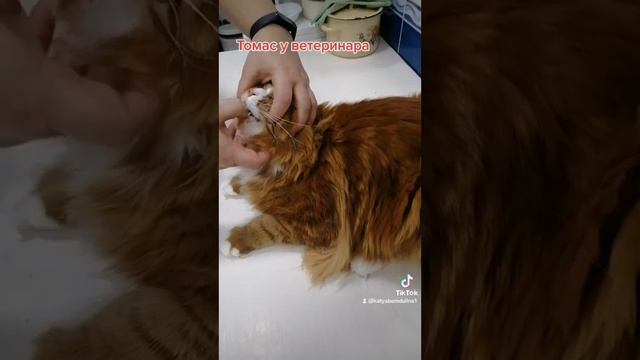 Мейн-Кун Томас у ветеринара на приёме. смотреть онлайн