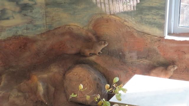 Луговые собачки в домике 16.09.2019 смотреть онлайн