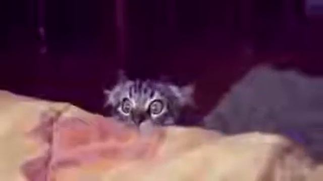 Самые лучшие приколы с кошками 2013 Май №1 смотреть онлайн