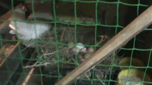 Инкубация куриного яйца. Курка-наседка. / Incubation of chicken eggs. Cook-hen. смотреть онлайн