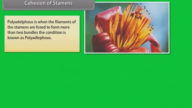 5 Morphology of Flowering Plants Flowers | Animation | 11th phy | English смотреть онлайн