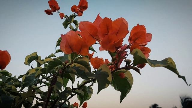 Bougainvillea Orange Ice