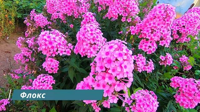 Мой сад. Обзор многолетних цветов в моем саду в конце лета-начале осени смотреть онлайн