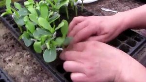 Прививка на дыне. Уроки прививки на бахчевых. Дыня на подвое. Как сделать прививку на рассаде.