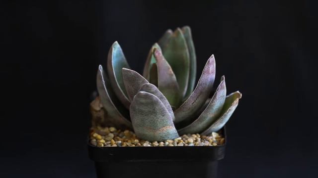 Crassula Garnet Lotus смотреть онлайн
