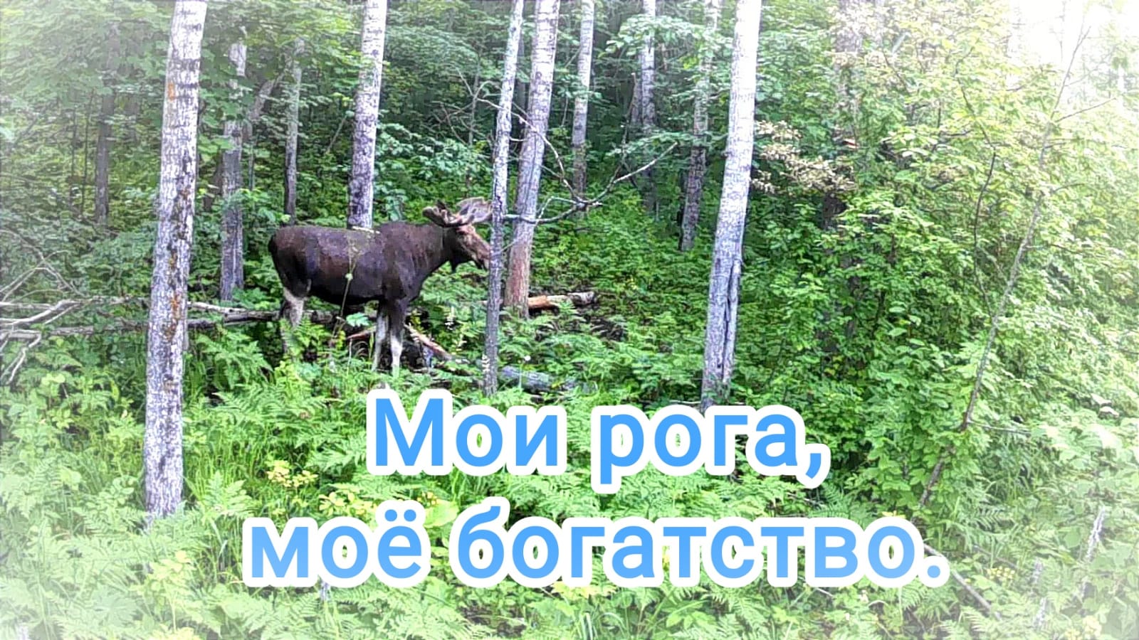 Рога растут не по дням, а по ночам. Обновил солонец, проверил фотоловушку. смотреть онлайн