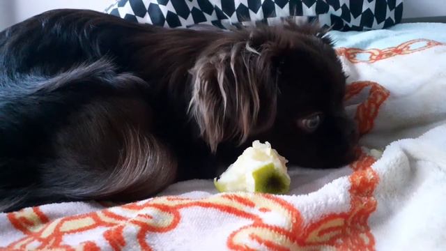 Dog ASMR - My Pekingese Eating an Apple🐶🍏 смотреть онлайн