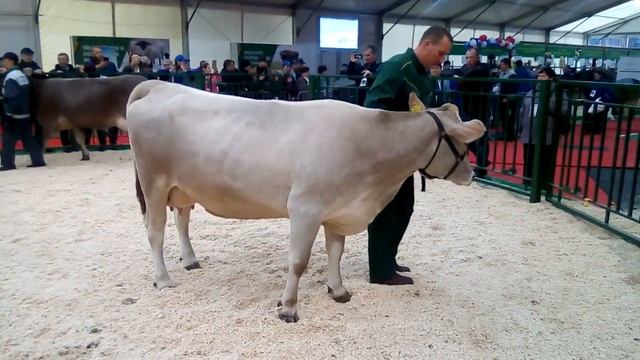 Костромская порода.золотая осень 2019 смотреть онлайн