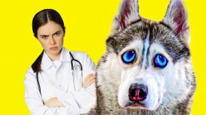 У МЕНЯ СТРАШНАЯ БОЛЕЗНЬ И ОЧЕНЬ ЗЛОЙ ВЕТЕРИНАР!! Хаски Бандит Говорящая собака