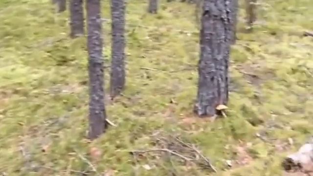 САША СОБИРАЕТ ГРИБЫ. ПОХОД В ЛЕС. МНОГО БЕЛЫХ ГРИБОВ. ЭТО КЛАСС!!! смотреть онлайн