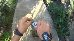 Стрижка (формирование) колоновидного (вертикального) можжевельника.