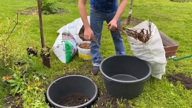 Посадка голубики | Почему нет ягод? | Какой нужен грунт? смотреть онлайн