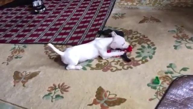 Моя собака Джек Рассел нам 3 месяца учим команды смотреть онлайн