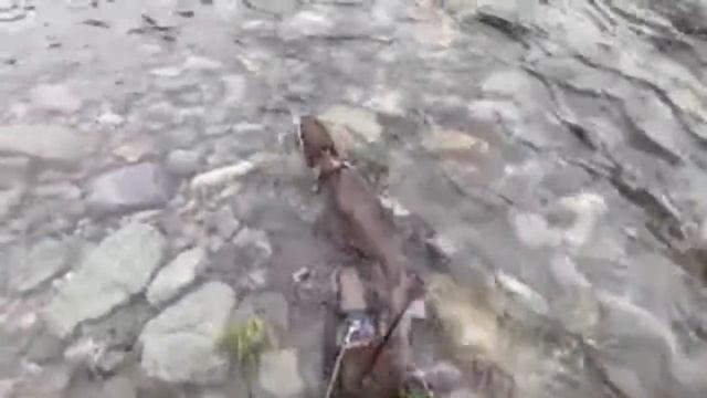 [Live stream] Relaxing in the river with otters [Otter life] смотреть онлайн