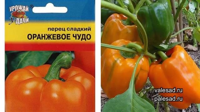 ПЕРЕЦ ДЛЯ ЛЕНИВЫХ! Самые неприхотливые сорта перцев. Посадите - не пожалеете. смотреть онлайн