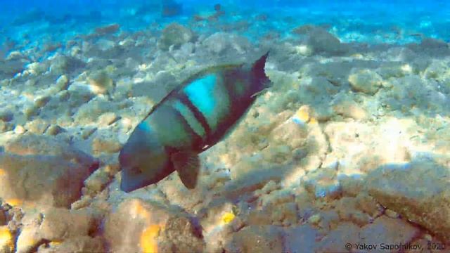Clown Coris - Red Sea