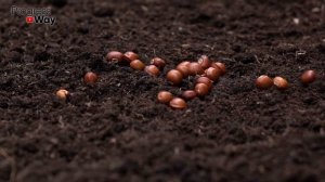 Вот Так Способы! Прорастут Даже Мертвые И Старые Семена! Как Прорастить Семена?