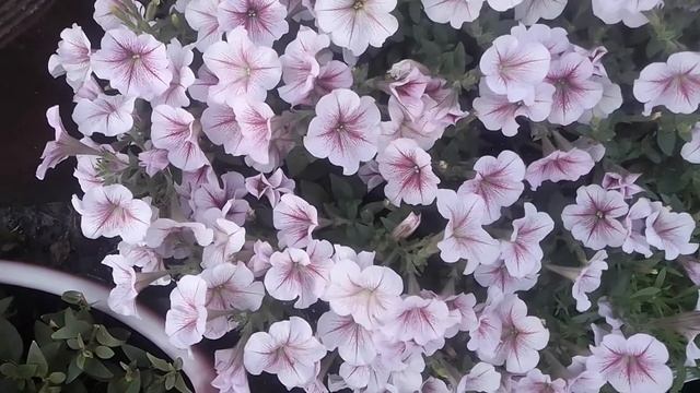 Моя красавица. Петуния опера( Суприм разбери ай) смотреть онлайн