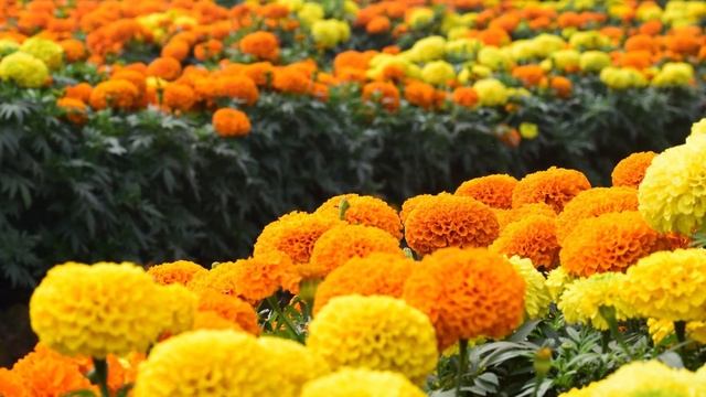 These Plants Can Get Rid of Insects, Bedbugs and Mice смотреть онлайн