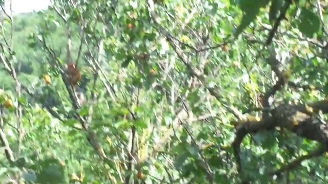 Летняя обрезка абрикоса - урожай всегда. Геть балбесов с ЮТУБа. смотреть онлайн