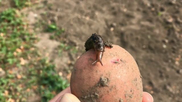 MD4030 или TX850 кто круче? Мои находки в огороде на китайские металлоискатели