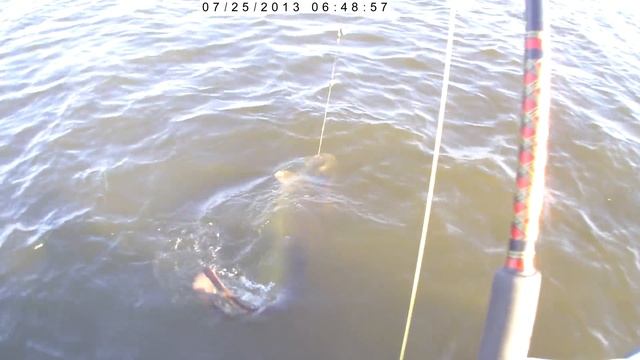 Сомик на 43 кг. Квочение сома. Часть вторая. Без ретуши. Юрий Философ. 2017 год.