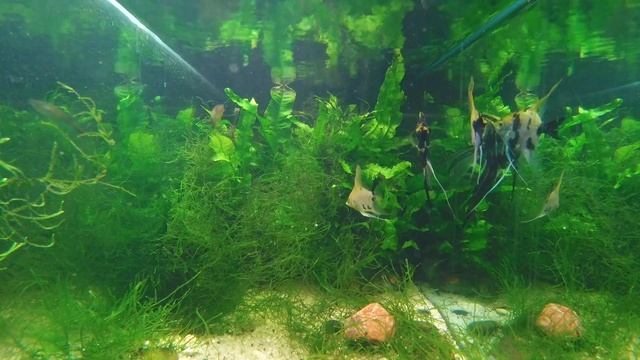 Tropical Fish Tank. Relaxation./Тропичeский Аквариум. Пожевали камеру. смотреть онлайн