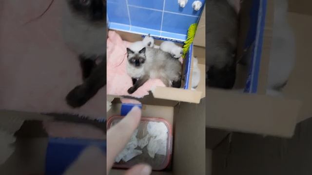 как научить котят ходить в лоток смотреть онлайн