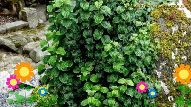 Дерен кроваво-красный Компресса. Краткий обзор, описание характеристик cornus sanquinea Compressa смотреть онлайн