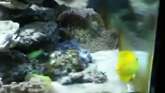 Vue global aquarium смотреть онлайн