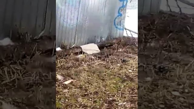 Новомосковск рядом с ТЦ Пассаж мусорная свалка смотреть онлайн