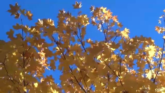 Клен смотреть онлайн