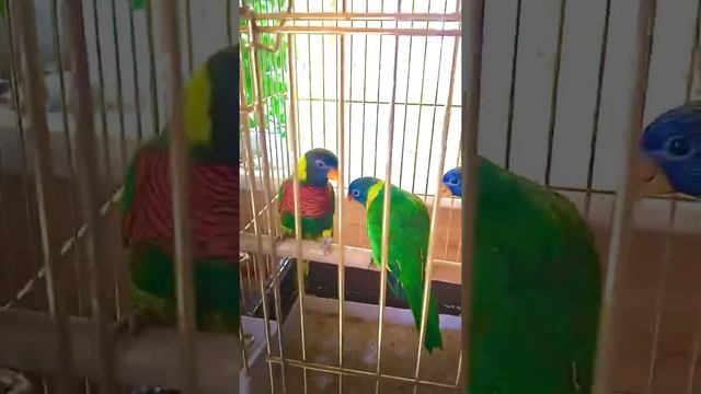 Многоцветные лорикеты смотреть онлайн