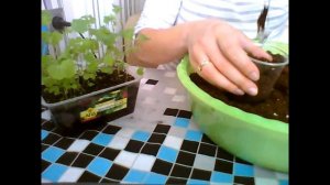 Пикируем декоративную капусту.