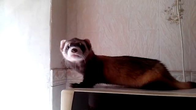 степной хорек смотреть онлайн