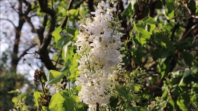 Таинство Крещения. Закон Божий - Протоиерей Серафим Слободской смотреть онлайн