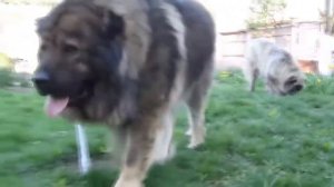 Волкодавы, собаки которые в одиночку могут победить волка