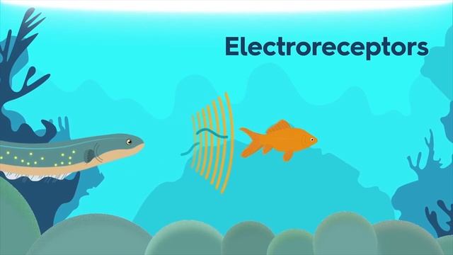 Как рыба делает электричество? Элеанор Нельсон #TED-Ed смотреть онлайн